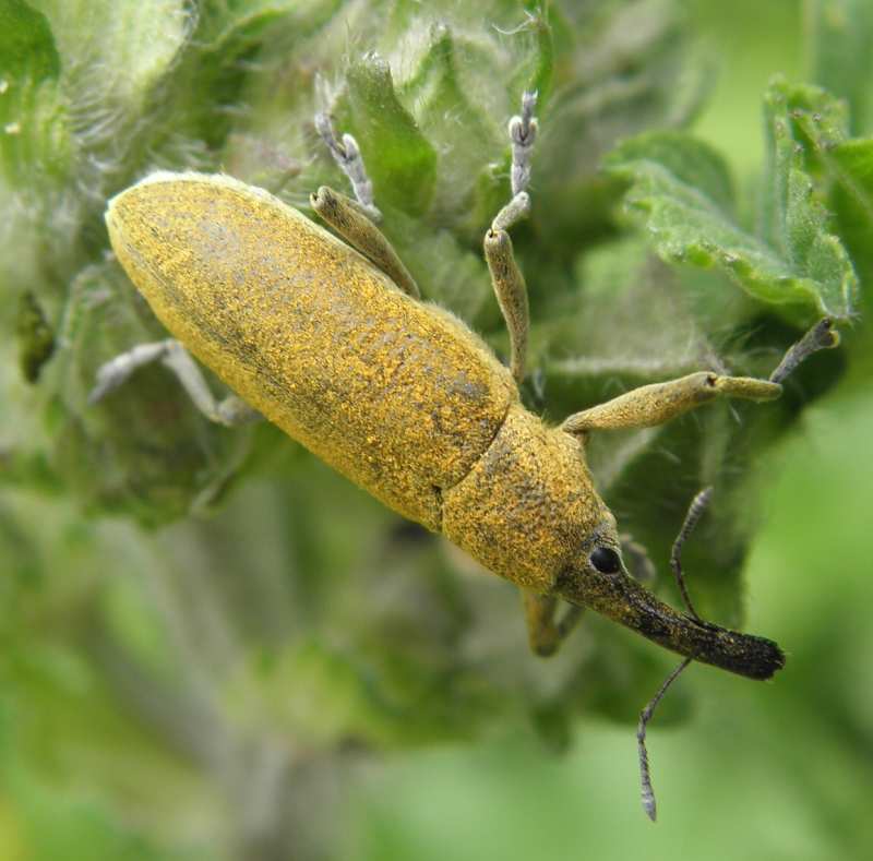 Lixus sp.?